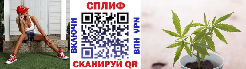 Купить где  Клинцы  Каннабис ГИДРОПОН 